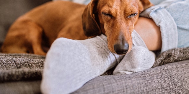 A woman’s attempt to take a selfie with her dog backfired in the funniest way, and it’s gone viral. (Photo: iStock)
