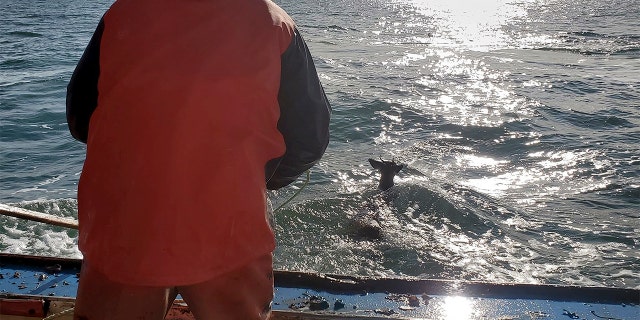 The deer bobs in the ocean off Harrington, Maine Monday. (Jared Thaxter via AP)