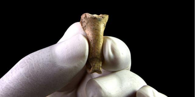 The eagle toe bone seen above bears stone tool markings that indicate Neandertals made body ornaments out of talons, a study concludes.