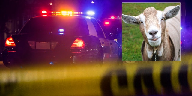 Authorities said Cenen Placencia, 71, was arrested after he was allegedly caught with rotting goat intestines, that were apparently stuffed with drugs, at Anchorage, Alaska's international airport on Wednesday.