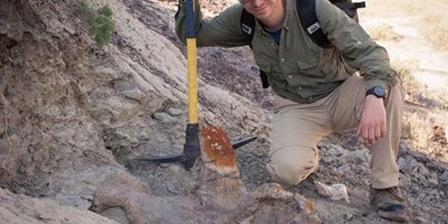 Paleontologist Scott Persons, pictured alongside the partially uncovered skull. The Styracosaurus skull has implications for how horned dinosaurs are identified. (Credit: Scott Persons)