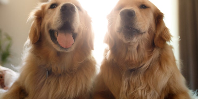 The dog-walker-butler-property-manager-personal-assistant hybrid role requires the prospective employee to live at the home, as well as work Monday-Friday and occasionally weekends.