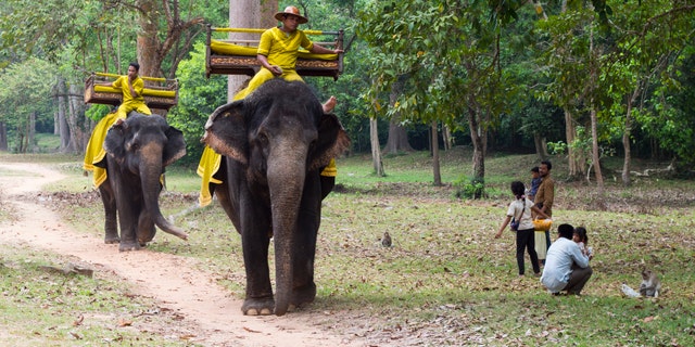 Elephants walk through the parks of Angor Wat temple in March 2018.