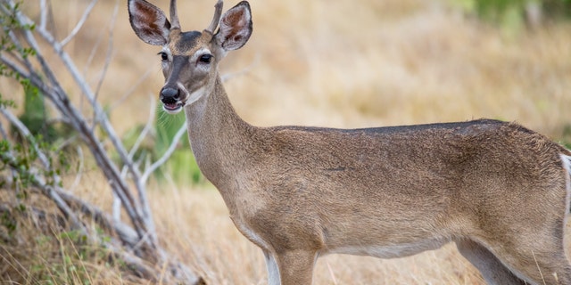A stock image of a "spike" buck.