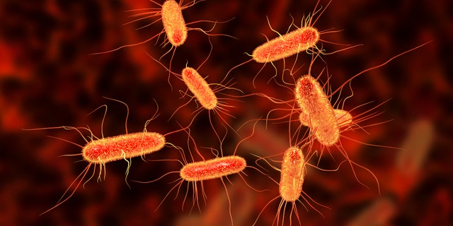 Escherichia coli bacterium.
