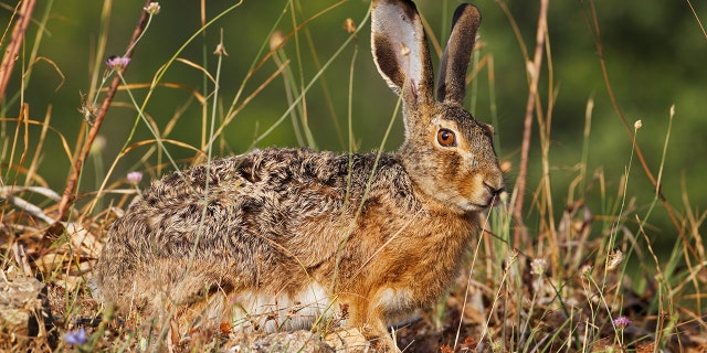 To prevent hares, like the one pictured above, from being sucked up into plane engines, Dublin Airport has taken proactive steps to manage wildlife living near its runways.