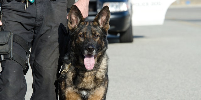 A K9 police officer with his dog. A new bill being considered in California would ban police agencies from using K-9s in situations where they could bite someone. 