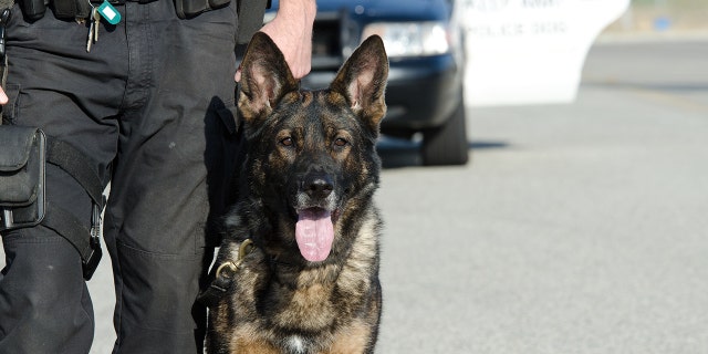 A K9 police officer with his dog. A new bill being considered in California would ban police agencies from using K-9s in situations where they could bite someone.