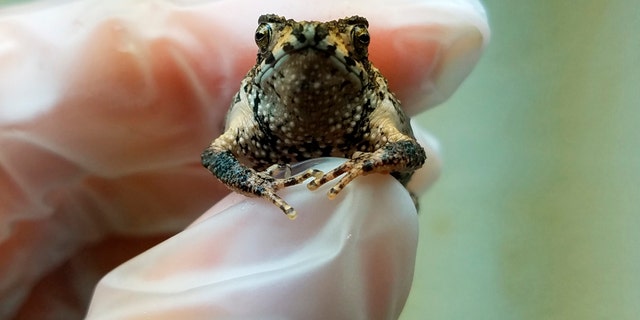In this Sept 25, 2019 handout photo provided by the Fort Worth Zoo, Olaf is held by primary Puerto Rican crested toad zoo keeper Kelsey Barron, at the Fort Worth Zoo, in Fort Worth, Texas. (Fort Worth Zoo photo via AP)