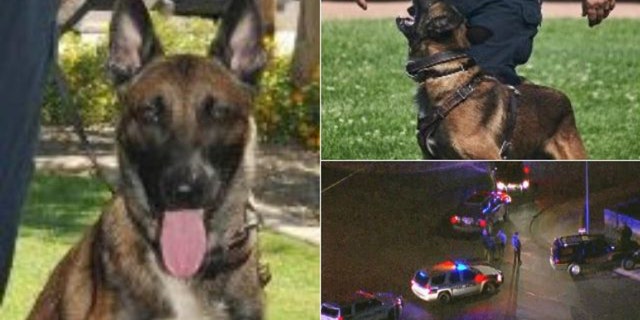 Koki, a K-9 officer with the El Mirage Police Department, was shot and killed while trying to catch a fleeing suspect on Friday night, the police chief said.