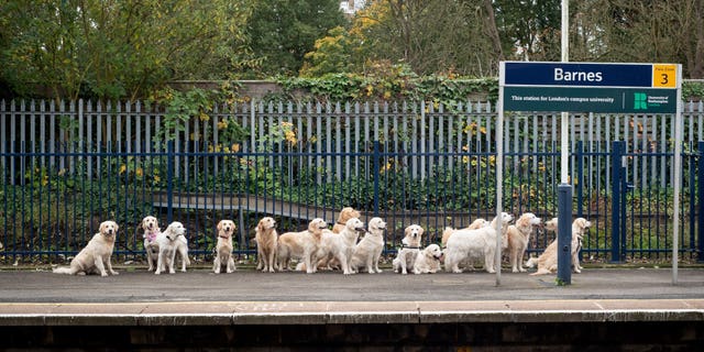 The adorable dogs, dubbed "good boys and girls" by witnesses, were spotted patiently waiting on the platform.
