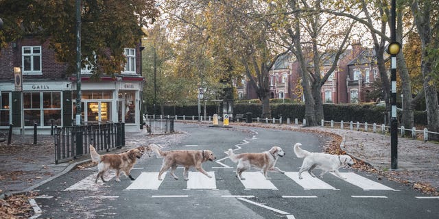 The dogs were gathered on the platform for a photo as part of a charity calendar to raise money for Battersea Dogs and Cats Home.