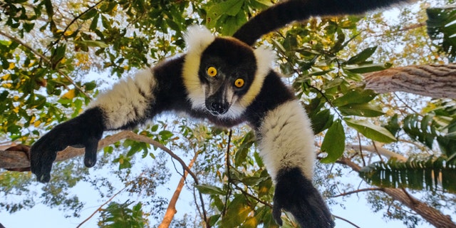 This is the hilarious moment a cheeky lemur hung upside down and tried to grab a camera from a photographer who was trying to take its photo. (Credit: SWNS)