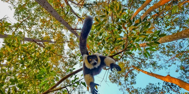 The funny photo which was taken in Andasibe National Park in Madagascar shows the animal staring directly down the lens while hanging upside down from a tree. (Credit: SWNS)