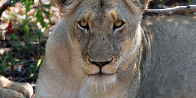 Lioness (Panthera leo) in savanna. Kruger National Park. South-Africa.