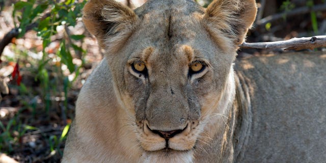 Lioness (Panthera leo) in savanna. Kruger National Park. South-Africa.