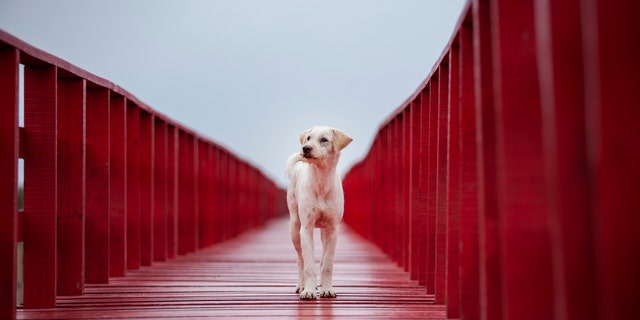 Homeless dog standing on red wood bridge and looking out in empty clear sky. (Photo: iStock)