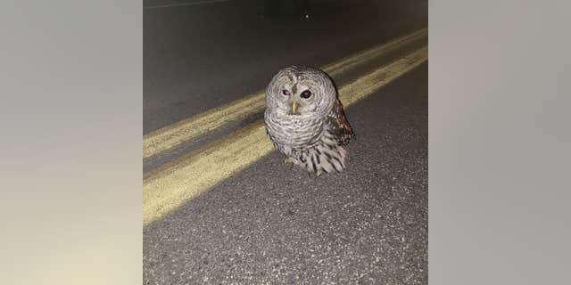 Westlake Legal Group maine-state-trooper-owl Maine owl gets lift in state trooper's patrol car after rescue Robert Gearty fox-news/us/us-regions/northeast/maine fox-news/us/crime/police-and-law-enforcement fox-news/science/wild-nature/birds fox-news/odd-news fox-news/good-news fox news fnc/us fnc article 9a812e56-b201-502f-a0c2-ec3c03a84c67