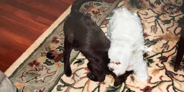 “For a lot of years, we would go to my sister’s house for Thanksgiving dinner, and I would always bring my baby Maltese to play with her baby Lab,” Fox News anchor Maria Bartiromo said of the pups, pictured here.