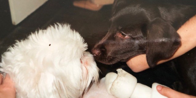 Even though Penny the lab was younger than Bartiromo’s Maltese, named Ella Bella, Penny had a funny habit of trying to “eat” the small pup by putting her face in her mouth.
