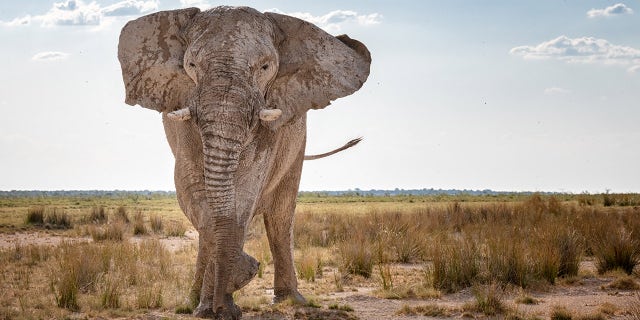 Huge Elephant stomping and charging through the Savannah, Namibia. Converted from RAW.