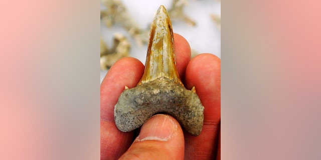 Close-up view of one of over 100 associated teeth of the newly described, 91-million-year-old fossil shark from Kansas, Cretodus houghtonorum. The extinct shark lived in the Western Interior Seaway that covered the middle of North America during the Late Cretaceous Period, the last part of the age of dinosaurs. (Credit: Kenshu Shimada/DePaul University and Sternberg Museum of Natural History)