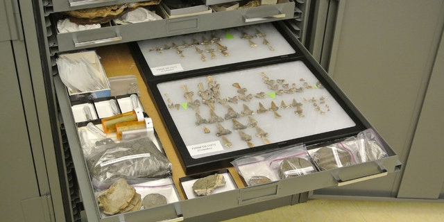 Pictured are teeth and other remains from a dinosaur-era shark fossil discovered in Kansas named Cretodus houghtonorum. (Credit: DePaul University/Kenshu Shimada)
