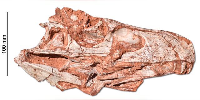 Scientists were even able to reconstruct its brain - showing it had good eyesight and coordination. (Credit: SWNS)
