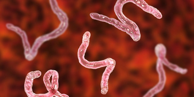 Doctors from the Hospital for Tropical Diseases eventually told James Michael a parasitic worm had crawled up his penis and laid eggs in his body. (Photo: iStock)