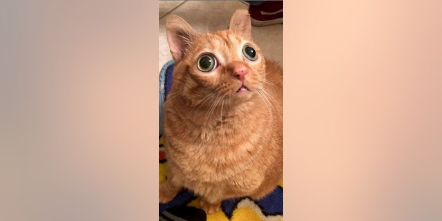 The optical oddity was adopted by Ashley Norlien, 21, more than two years ago.