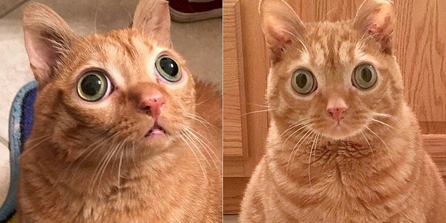 Potato the Cat has racked up an eye-popping 34,252 Instagram followers (and counting) in less than two years.