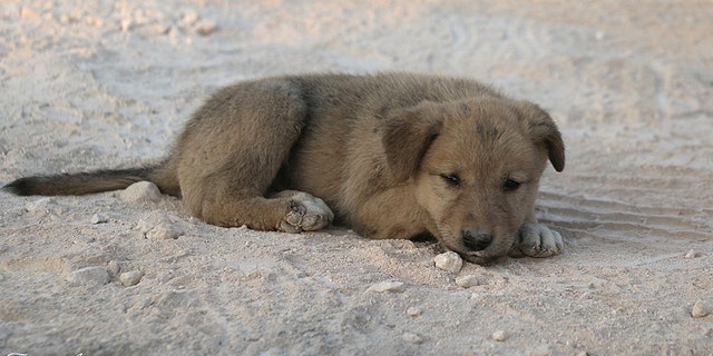 “When I found the dog he was very sad because of the loss of her mother in the bombing. I began playing with the small dog so it didn’t feel sad for its mother.