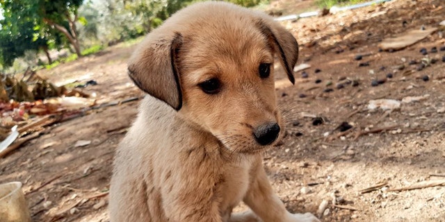 A young puppy orphaned in U.S. military operation that killed ISIS leader Abu Bakr al-Baghdadi last Saturday has been rescued and reportedly adopted into a fur-ever home.