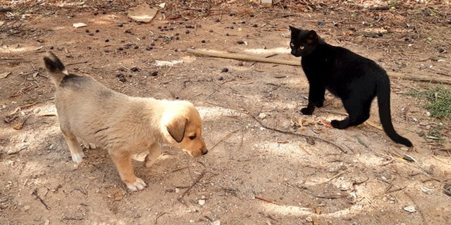 Falhor said that the pet is “very happy” with his new family, who lives outside of Barisha.