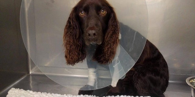 Millie while in an animal hospital.