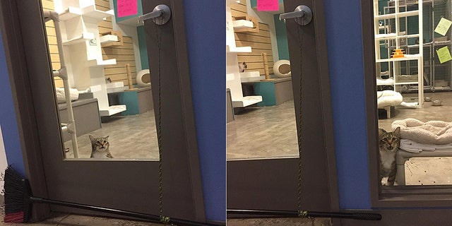 Quilty, a 6-year-old domestic short-haired cat, was freeing other cats from a room at the Friends for Life shelter in Houston, Texas, several times a day before he was banished to the lobby.