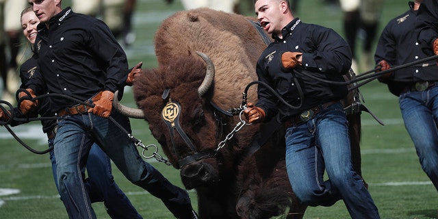 In this Sept. 7, 2019, file photo, handlers guide Colorado NCAA college football buffalo mascot Ralphie on a ceremonial run at a game against Nebraska, in Boulder, Colo. Ralphie V will retire after 12 seasons of roaming the field. The university said Tuesday, Nov. 12, 2019, that Ralphie, who turned 13 in October, hasn’t been showing the same consistency as she has in prior seasons.