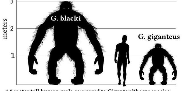 This is a comparative graph comparing the height of a 1.8 meter tall human male with the species Gigantopithecus. This chart is based on the proportions of orangutan in double-decker position. Gigantopithecus is most likely to have spent most of his time in the quarterback position of fours. (Credit: Disco)
