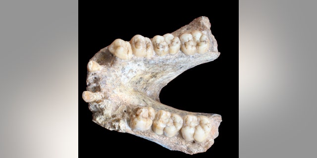 A Gigantopithecus blacki mandibula (P1-M2 = 74 mm). (Credit: Prof. Wei Wang; Photo retouching: Theis Jensen.)