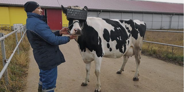 Bovines were outfitted with VR glasses, above.