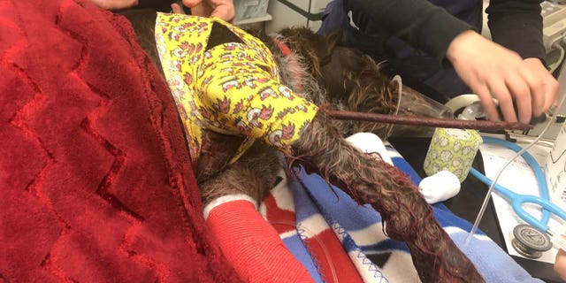 The barb pierced the pup through the chest, but “amazingly” missed hitting all of Angus’ vital organs.