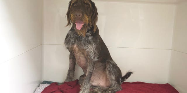 An English dog named Angus is recovering at home with his family after “miraculously” surviving being impaled by a large metal spike, in a case that veterinary professionals have described as a “complete freak accident.”