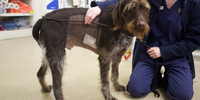 Moving forward, Angus is expected to make a full recovery.