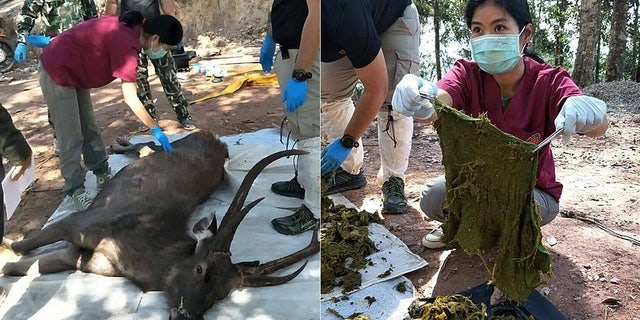 The deer was found with 15 pounds of assorted garbage inside its stomach, reports say.