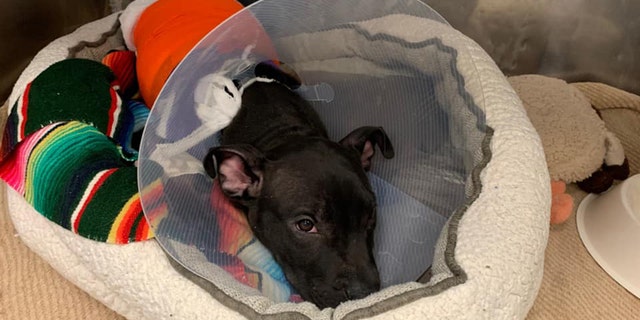 Tyler, a 3-month-old pit bull, was burned — possibly by a blowtorch — in Paterson, N.J., last week, animal rescuers said.