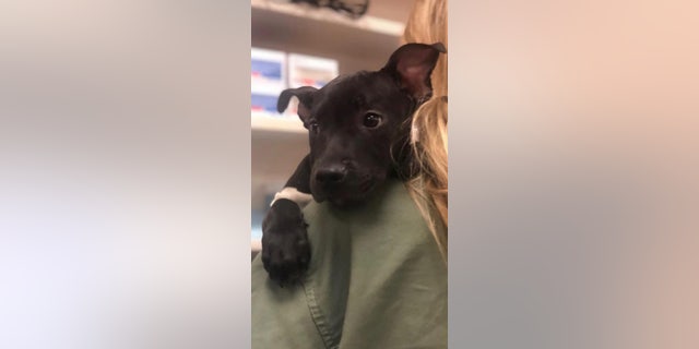 Tyler was one of two dogs to be burned, rescuers said. It's unclear what happened to the other dog, or where it is.