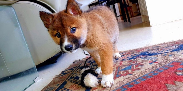 A rare purebred dingo, now named
