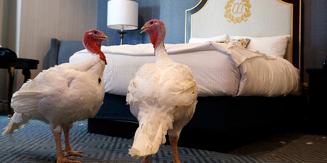 Bread and Butter, pictured here in their hotel room at the Willard InterContinental Hotel in Washington, D.C., will be pardoned by President Trump on Tuesday.