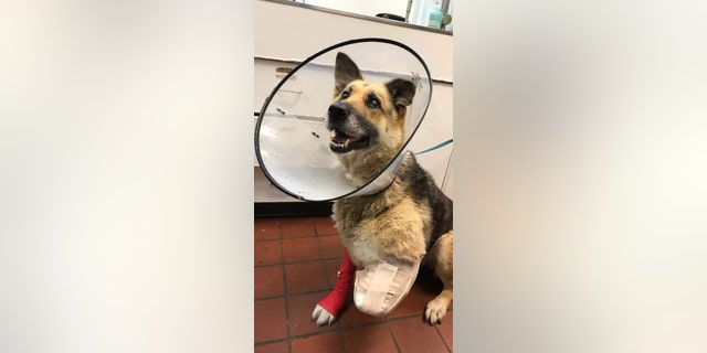 Zoe, a 9-year-old German shepherd, was found living inside a plastic crate without food or water in Exeter, N.Y., authorities said. A UPS driver who reported her situation to police said it looked like her arm was "blown off."