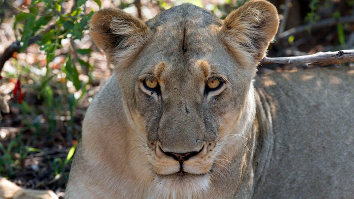 Fox News Flash top headlines for Nov. 21